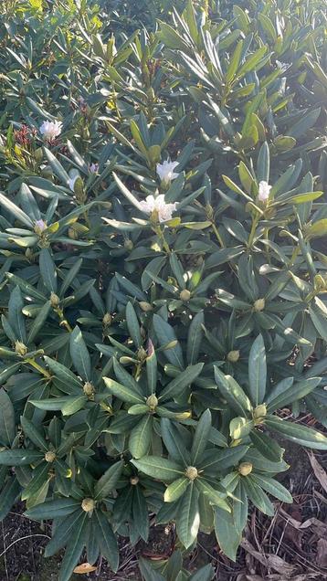 Rhododendron Cunningham White - Prachtige witte bloemen! beschikbaar voor biedingen