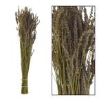 Partij Bos droogbloemen Lavendel (369 stuks), Ophalen of Verzenden, Nieuw