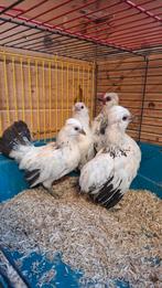 Bosvoordse & Watermaalse Baardkrielen Hennen& Haan, Dieren en Toebehoren, Pluimvee, Meerdere dieren, Kip