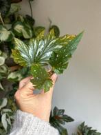 Begonia Sophie Cécile, gewortelde stek met uitlopers, Ophalen of Verzenden, Halfschaduw, Minder dan 100 cm
