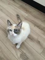 Lieve poes van 2 jaar, Dieren en Toebehoren, Katten en Kittens | Overige Katten, Poes, Kortharig, 0 tot 2 jaar