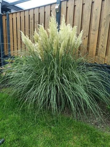 Pampas pluimen pampasgras sierpluimen droogbloemen beschikbaar voor biedingen