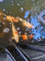 7 Japanse Koi, Dieren en Toebehoren, Vissen | Vijvervissen, Karper of Koi