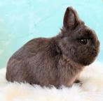 Zeer knappe bruine kleurdwerg ram, Dieren en Toebehoren, Mannelijk, Dwerg