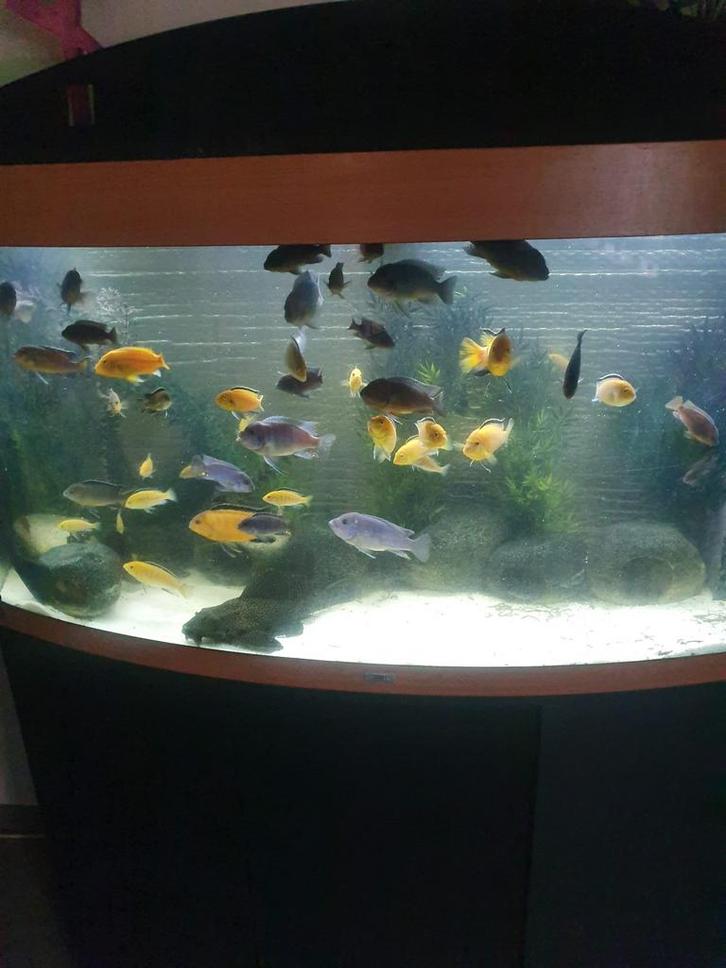 Malawi & zebra chiclide, Dieren en Toebehoren, Vissen | Aquariumvissen, Vis