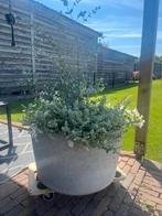 Betonnen bloempot zware kwaliteit!, Tuin en Terras, Bloempotten, Ophalen, 40 cm of meer, Rond, Nieuw