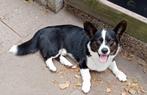 Welsh corgi DEKREU, Dieren en Toebehoren, Rabiës (hondsdolheid), Eén hond, 3 tot 5 jaar, Nederland