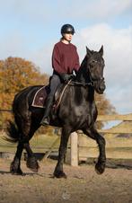 Verzorgpaard gezocht/bijrijder aangeboden, Ophalen of Verzenden, Nieuw