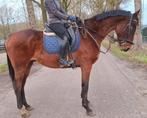 Brave 10 jr ruin 1,68(recreatie-manege-sport), Dieren en Toebehoren, Paarden, Ruin, 7 tot 10 jaar, Met stamboom, B