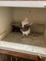 Kruising gaditano doffer, Dieren en Toebehoren, Vogels | Duiven