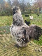 Haan Zijderhoender, Dieren en Toebehoren, Pluimvee, Mannelijk, Kip