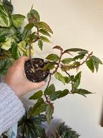 Begonia medora, plantje uit stek, 3x zie advertentie, Ophalen of Verzenden, Halfschaduw, Minder dan 100 cm