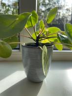 Pannenkoekenplant (Pilea peperomioides) incl sierpot, Vaste plant, Bloeit niet, Halfschaduw, Ophalen