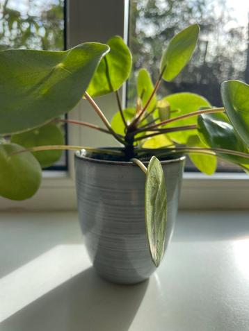 Pannenkoekenplant (Pilea peperomioides) incl sierpot beschikbaar voor biedingen