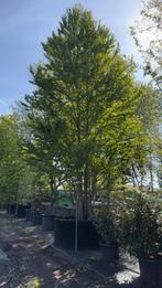 Cercidiphyllum japonicum meerstammig 700-800 cm(Katsuraboom), Ophalen, Overige soorten, Volle zon