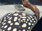 Potamotrygon BigSpot BD, Dieren en Toebehoren, Vis