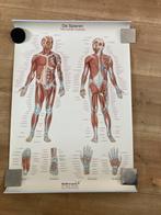 Medische poster van het menselijk lichaam, Antiek en Kunst, Ophalen of Verzenden, Natuur en Biologie