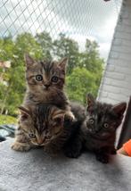 Britsekorthaar kittens TE koop, Dieren en Toebehoren, Katten en Kittens | Raskatten | Korthaar, Meerdere dieren, Ontwormd