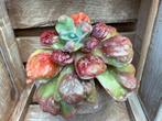 Echeveria Hearts Delight, Huis en Inrichting, Kamerplanten, Ophalen of Verzenden, Vetplant