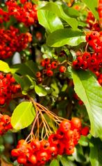 Pyracantha in verschillende soorten | Klimplanten, Ophalen of Verzenden, Overige soorten