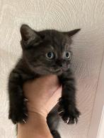 Super schattige Britse Korthaar kittens😻, Dieren en Toebehoren, Meerdere dieren, Ontwormd