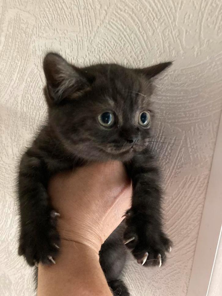 Super schattige Britse Korthaar kittens😻, Dieren en Toebehoren, Katten en Kittens | Raskatten | Korthaar, Meerdere dieren, Met stamboom