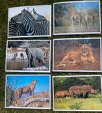Placemats 6 stuks Afrikaanse wilde dieren, Ophalen of Verzenden, Nieuw