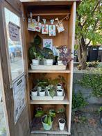 Planten en stekjes ruilkast!, Huis en Inrichting, Kamerplanten, Ophalen, Overige soorten, Minder dan 100 cm