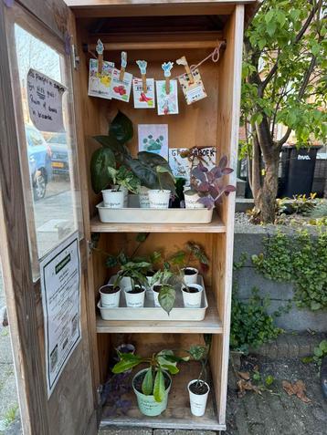 Planten en stekjes ruilkast!  beschikbaar voor biedingen