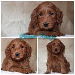 Australian Labradoodle pups met stamboom, Parvo, 8 tot 15 weken, Meerdere, Nederland
