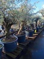 Grote Olijfbomen - Tuincentrum van der Spek, Bloeit niet, Olijfboom, 250 tot 400 cm, Ophalen