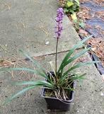 Leliegras  / Liriope Muscari, Ophalen, Vaste plant, Siergrassen, Halfschaduw