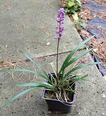 Leliegras  / Liriope Muscari beschikbaar voor biedingen