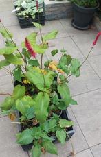 Persicaria Amplexicaulis, Tuin en Terras, Planten | Tuinplanten, Ophalen, Zomer, Vaste plant, Overige soorten