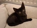 Zwarte kitten poes te koop, Poes, Kortharig