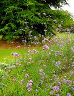 Verbena Bonariensis | Ijzerhard | Chemievrij, Overige soorten, Volle zon, Vaste plant, Ophalen of Verzenden