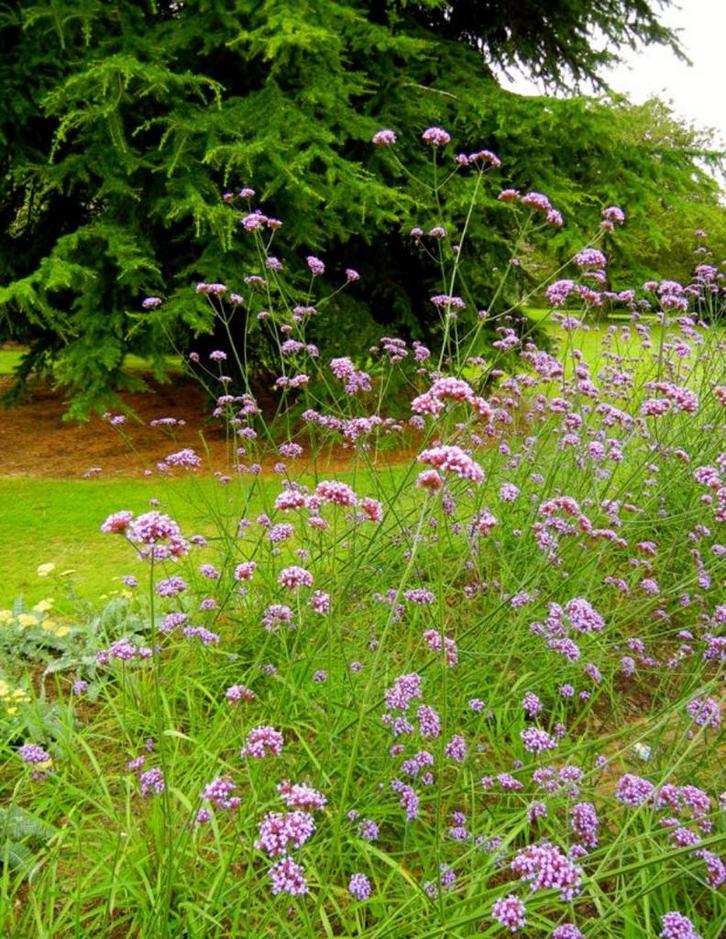 Verbena Bonariensis | Ijzerhard | Chemievrij, Tuin en Terras, Planten | Tuinplanten, Vaste plant, Overige soorten, Volle zon, Zomer