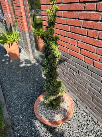 Aardewerk Pot met Taxus beschikbaar voor biedingen