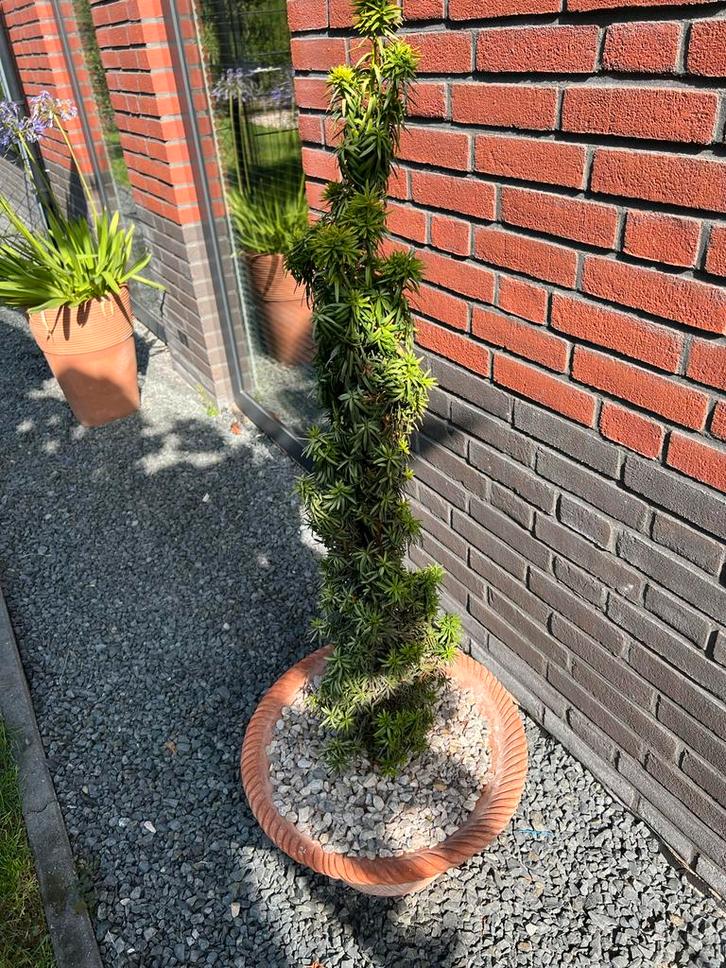 Aardewerk Pot met Taxus, Tuin en Terras, Bloembakken en Plantenbakken, Zo goed als nieuw, Steen, Binnen, 60 cm of meer, Minder dan 60 cm