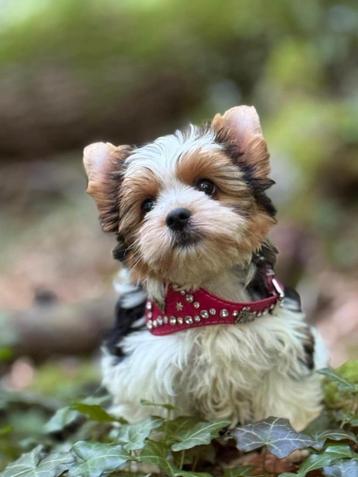 Yorkshire Terrier meisje   3  maanden met stamboom beschikbaar voor biedingen