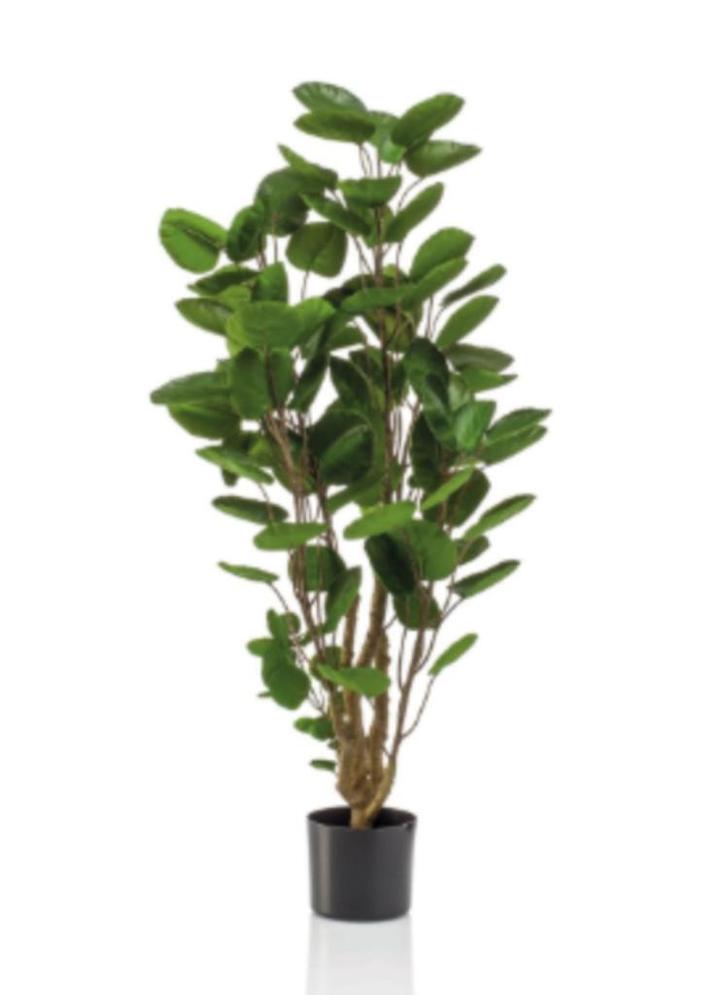 polyscias boom 105cm, Huis en Inrichting, Woonaccessoires | Kunstplanten en Kunstbloemen, Nieuw, Ophalen of Verzenden