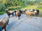 Fokschapen, Meerdere dieren, Schaap