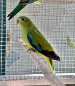 Elegantparkieten wildkleur, Meerdere dieren, Parkiet