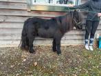 Jaarling hengst, Dieren en Toebehoren, Pony's, Hengst, Niet van toepassing, A pony (tot 1.17m), 0 tot 2 jaar