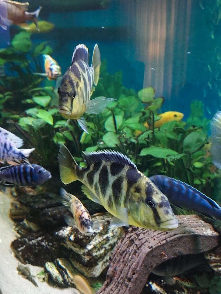 Nimbochromis venustus, malawi, Dieren en Toebehoren, Vissen | Aquariumvissen, Vis