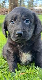 Stralende Friese stabij mix labrador puppies geheel verzorgd, Nederland, 8 tot 15 weken, Labrador retriever, Meerdere