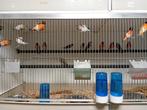 Diverse kanaries, Dieren en Toebehoren, Vogels | Kanaries, Meerdere dieren, Zangkanarie