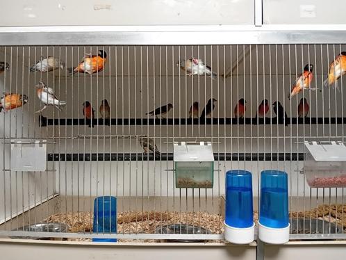 Diverse kanaries, Dieren en Toebehoren, Vogels | Kanaries, Zangkanarie, Meerdere dieren