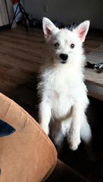 Swietje willen wij nieuwe huis, Dieren en Toebehoren, Honden | Poolhonden, Keeshonden en Oertypen, Keeshond, Rabiës (hondsdolheid)