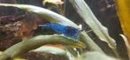 Neocaridina blue dream garnaal, Dieren en Toebehoren, Kreeft, Krab of Garnaal, Zoetwatervis